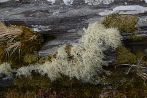 Usnea-flammea-Roch-NW.jpg