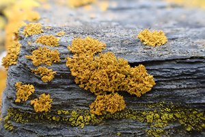 Xanthoria candelaria