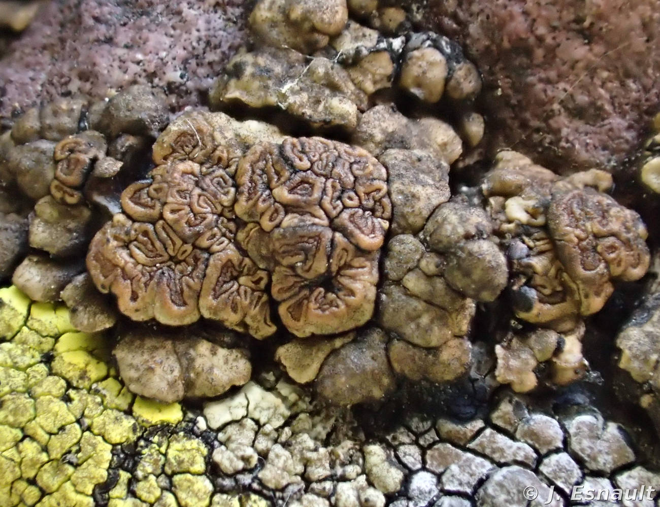<i>Acarospora squamulosa</i>  apothécies très  gyreuses  (ex A. peliscypha)
