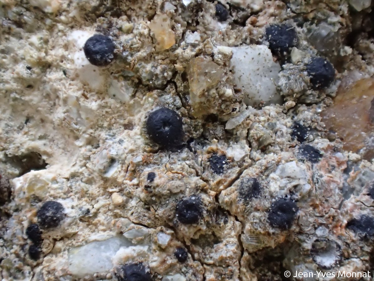 <i>Acrocordia salweyi</i>  périthèces sur mortier de chaux