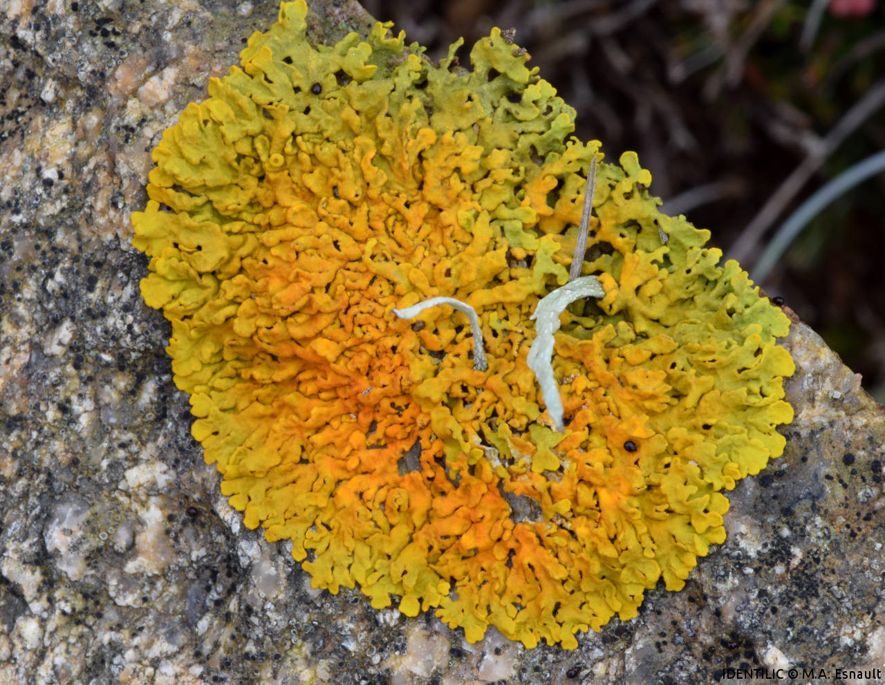 <i>Xanthoria parietina</i>  Xanthoria parietina