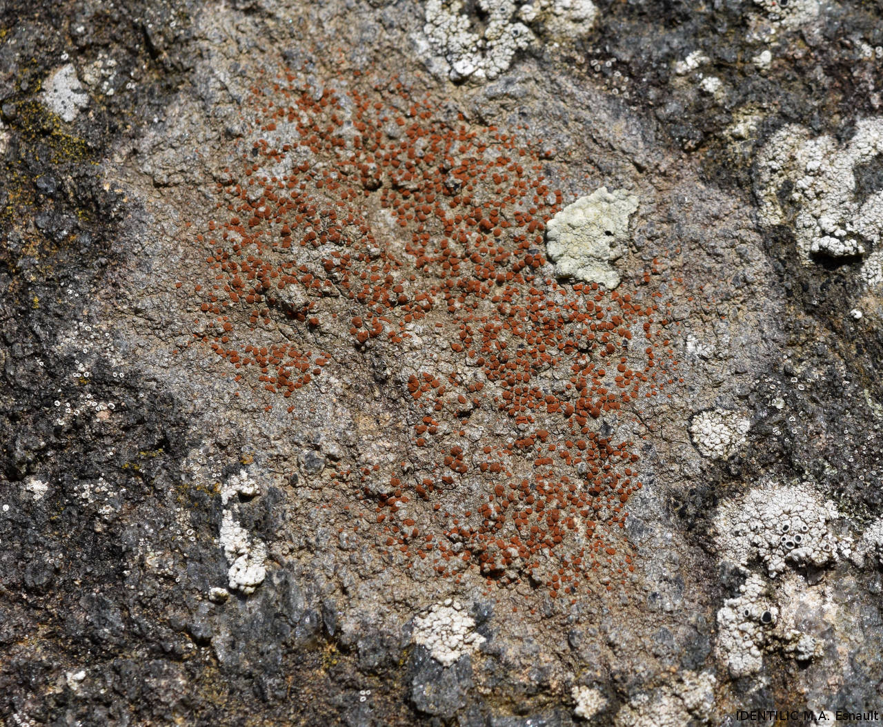 <i>Caloplaca crenularia</i>  Caloplaca crenularia