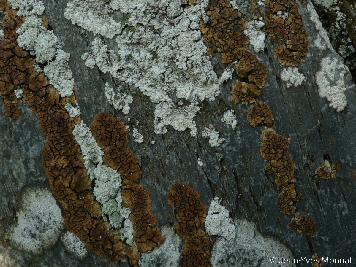 <i>Acarospora fuscata</i>  vue générale