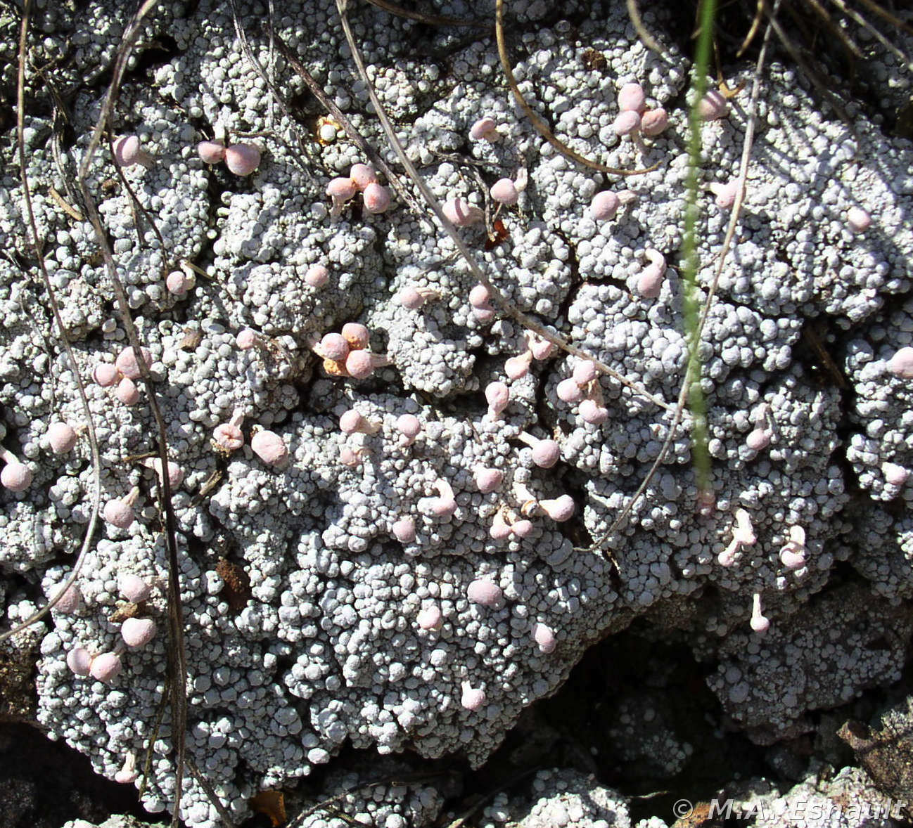 <i>Dibaeis baeomyces</i>  Thalle crustacé et apothécies stipitées de D. baeomyces