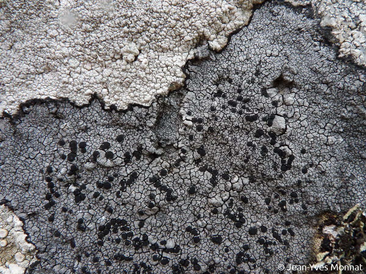 <i>Rinodina luridescens</i>  thalle et apothécies (thalle gris)