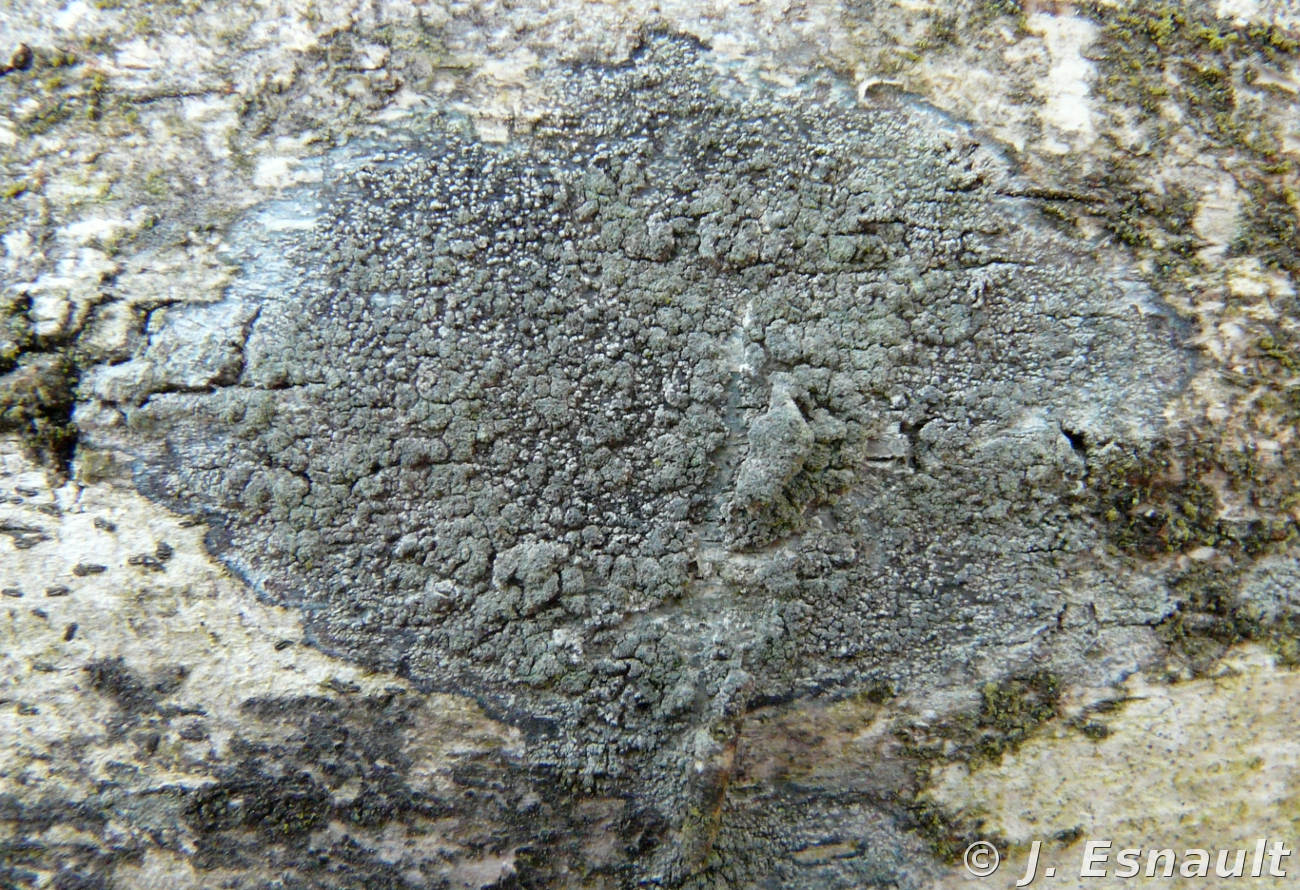 <i>Violella fucata</i>  Thalle crustacé avec des soralies gris-bleuâtre
