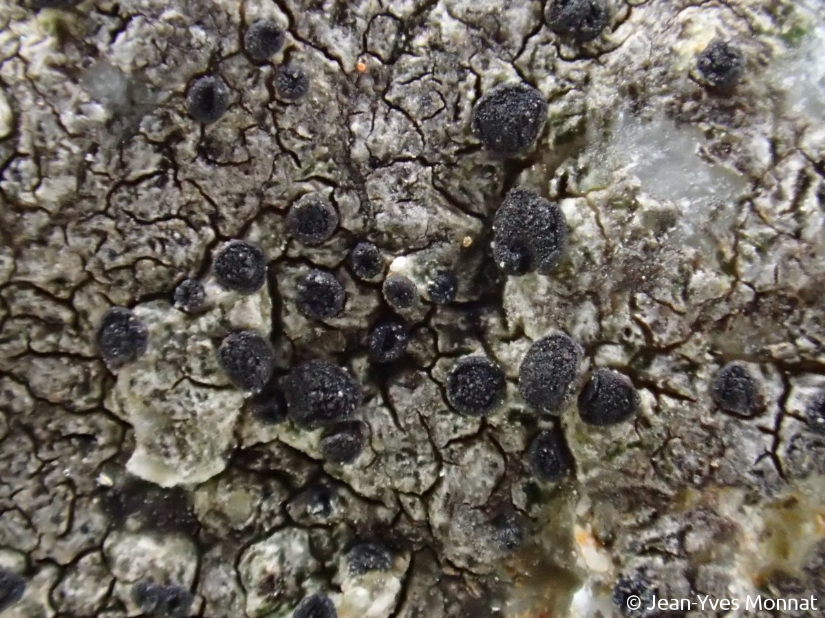 <i>Amandinea pelidna</i>  thalle et apothécies, vue rapprochée
