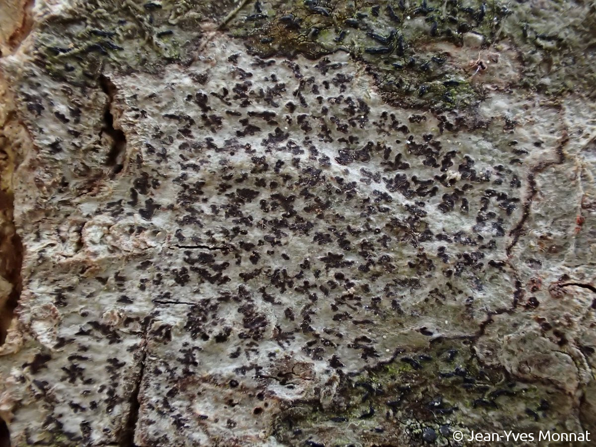 <i>Arthonia anglica</i>  thalle, vue générale