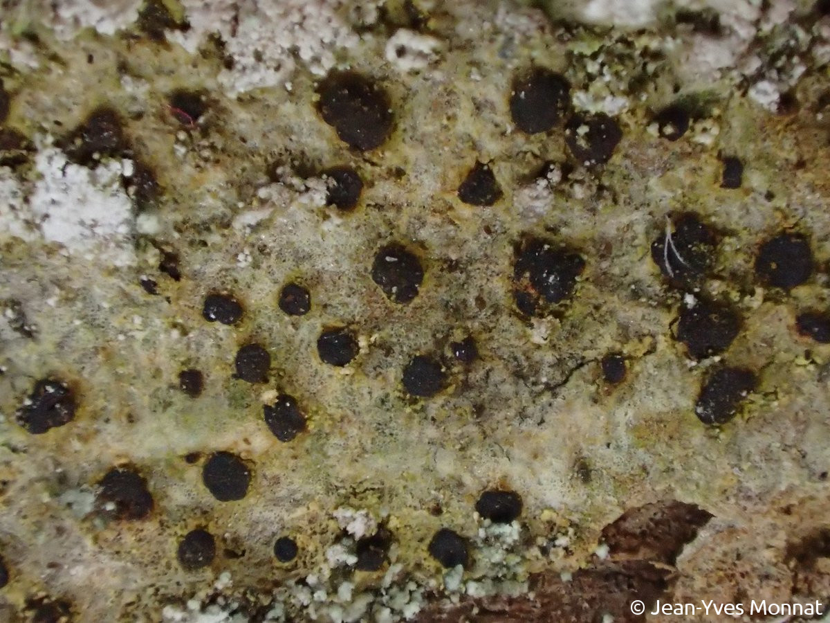 <i>Arthonia vinosa</i>  thalle et apothécies, vue rapprochée
