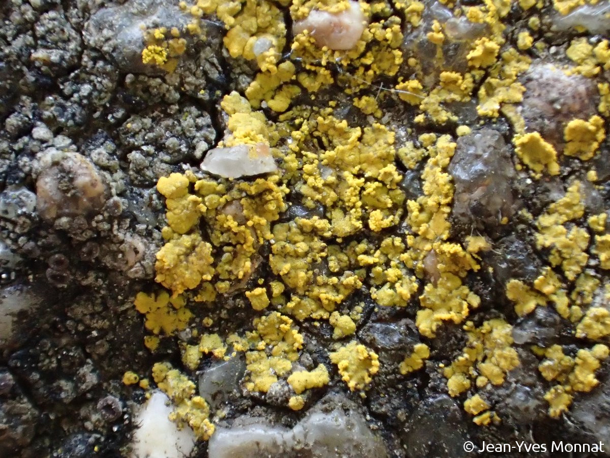 <i>Caloplaca arcis</i>  squamules et blastidies