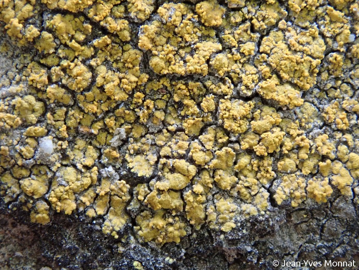<i>Caloplaca arcis</i>  squamules contiguës