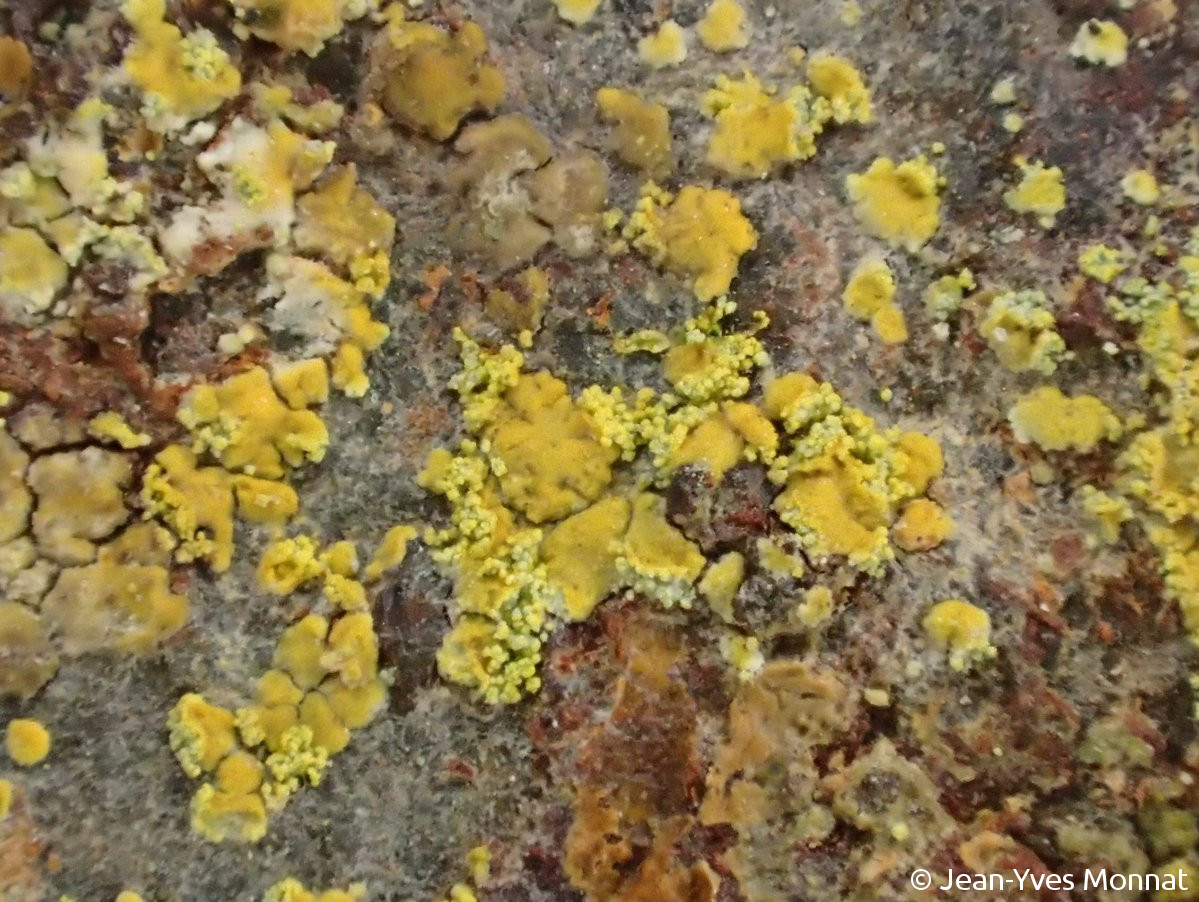 <i>Caloplaca arcisproxima</i>  squamules et soralies, vue générale