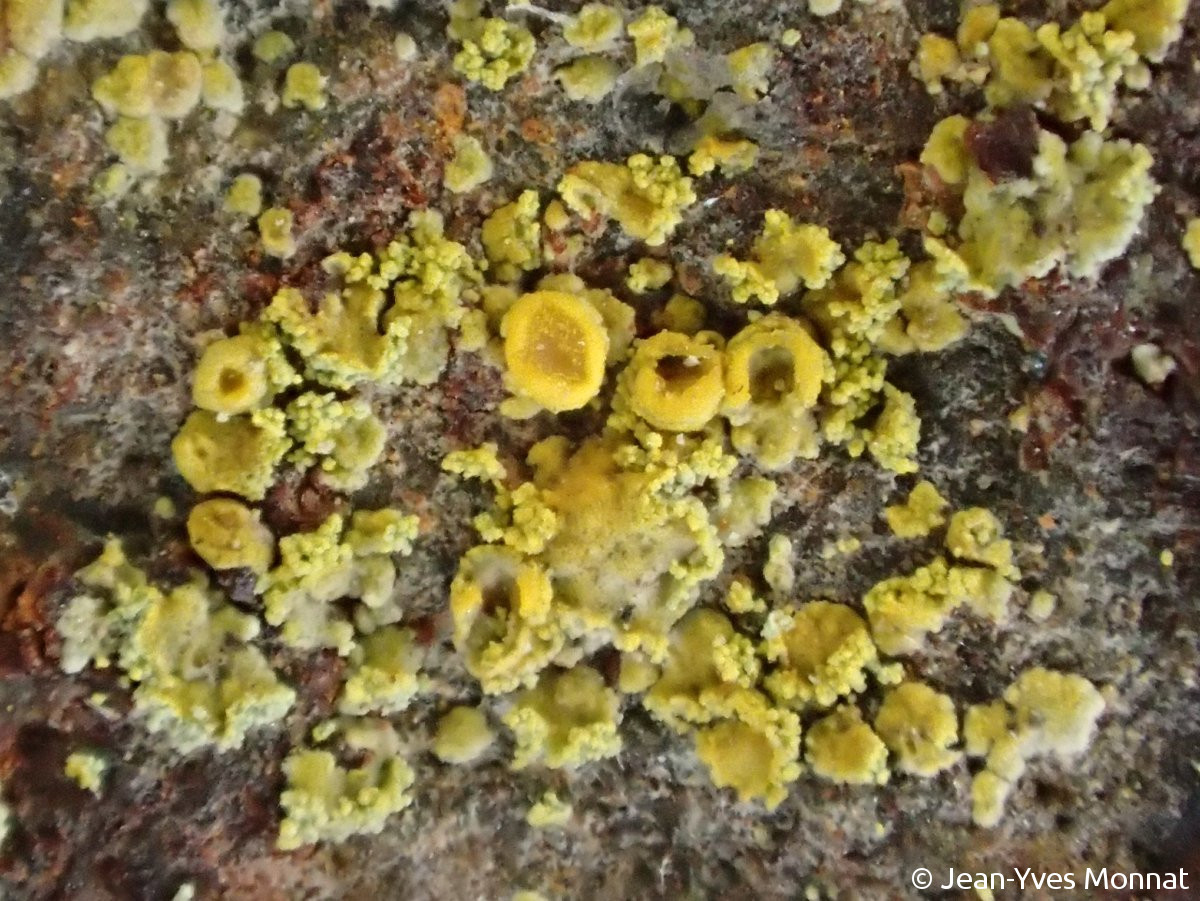 <i>Caloplaca arcisproxima</i>  squamules et soralies, vue rapprochée