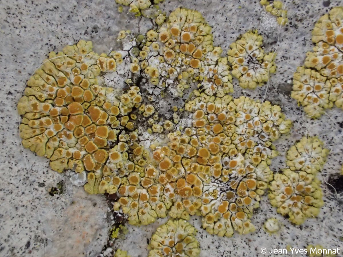 <i>Caloplaca arnoldii</i>  thalles sur mortier de chaux