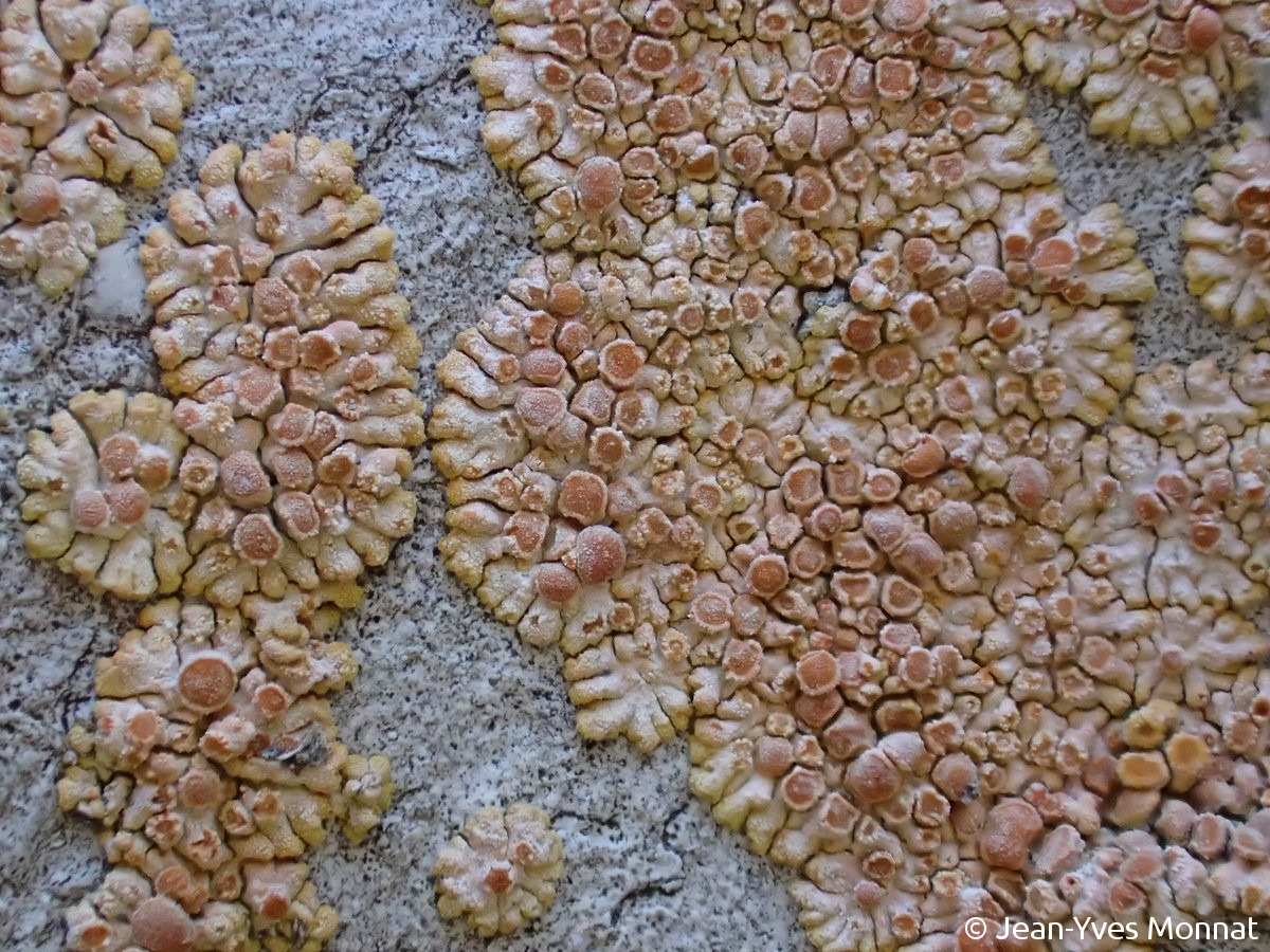 <i>Caloplaca arnoldii</i>  thalles sur roche calcaire