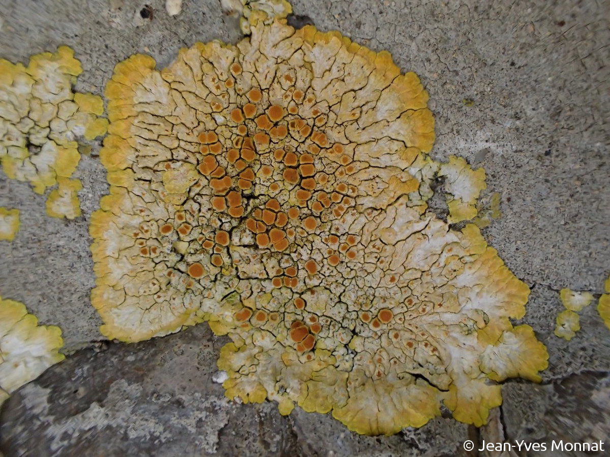<i>Caloplaca aurantia</i>  thalle et apothécies  (12, La Capelle-Bleys)
