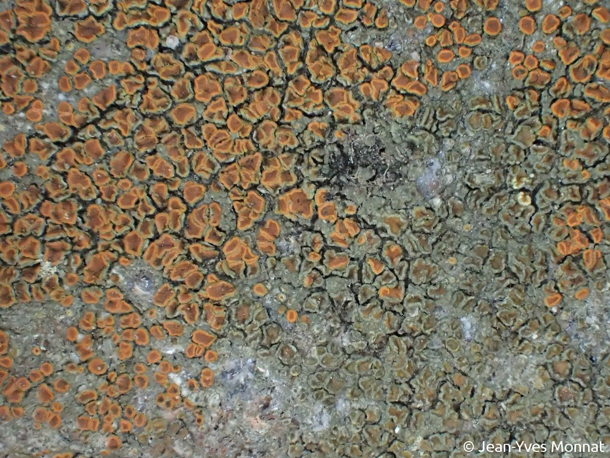 <i>Caloplaca ceracea</i>  thalle et apothécies, vue générale