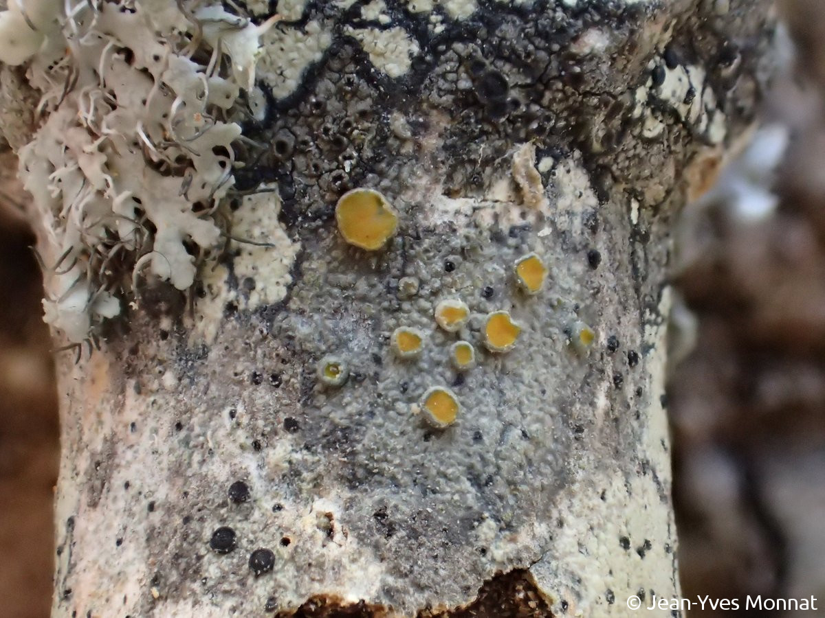 <i>Caloplaca cerina</i>  thalle et apothécies, vue générale