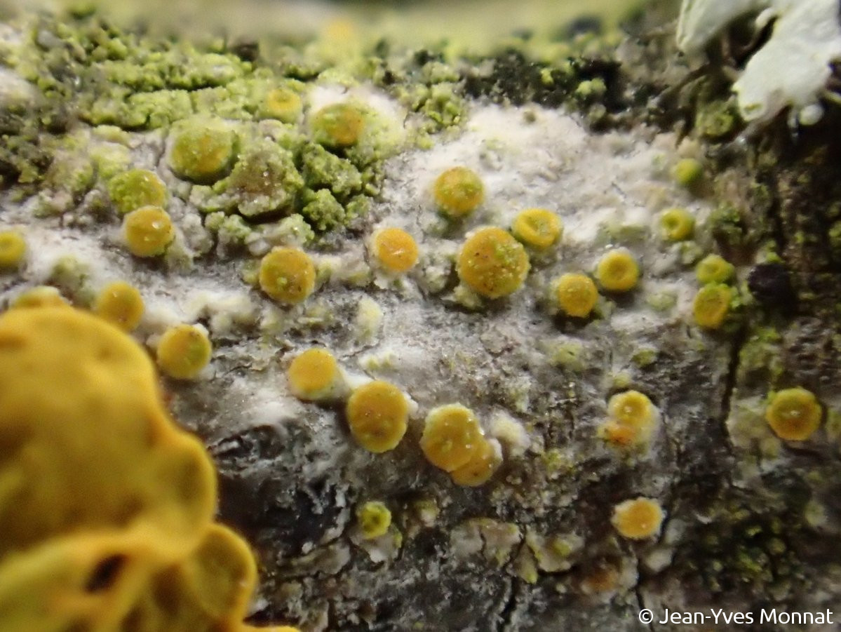 <i>Caloplaca cerinella</i>  apothécies, vue générale