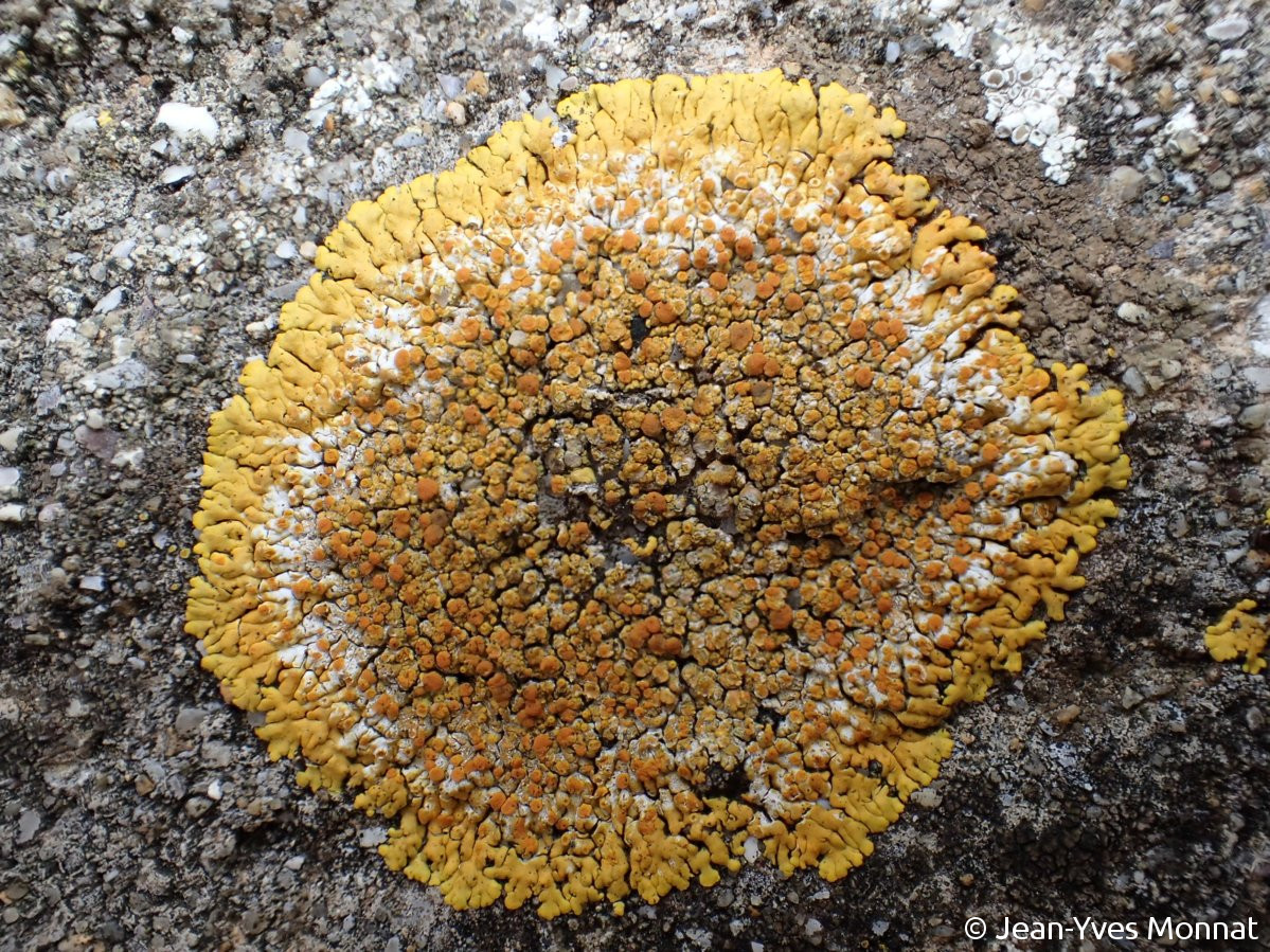 <i>Caloplaca flavescens</i>  thalle et apothécies, vue générale