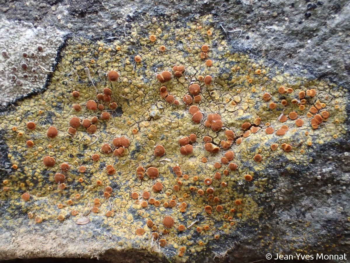 <i>Caloplaca flavovirescens</i>  thalle et apothécies (29, Brasparts)