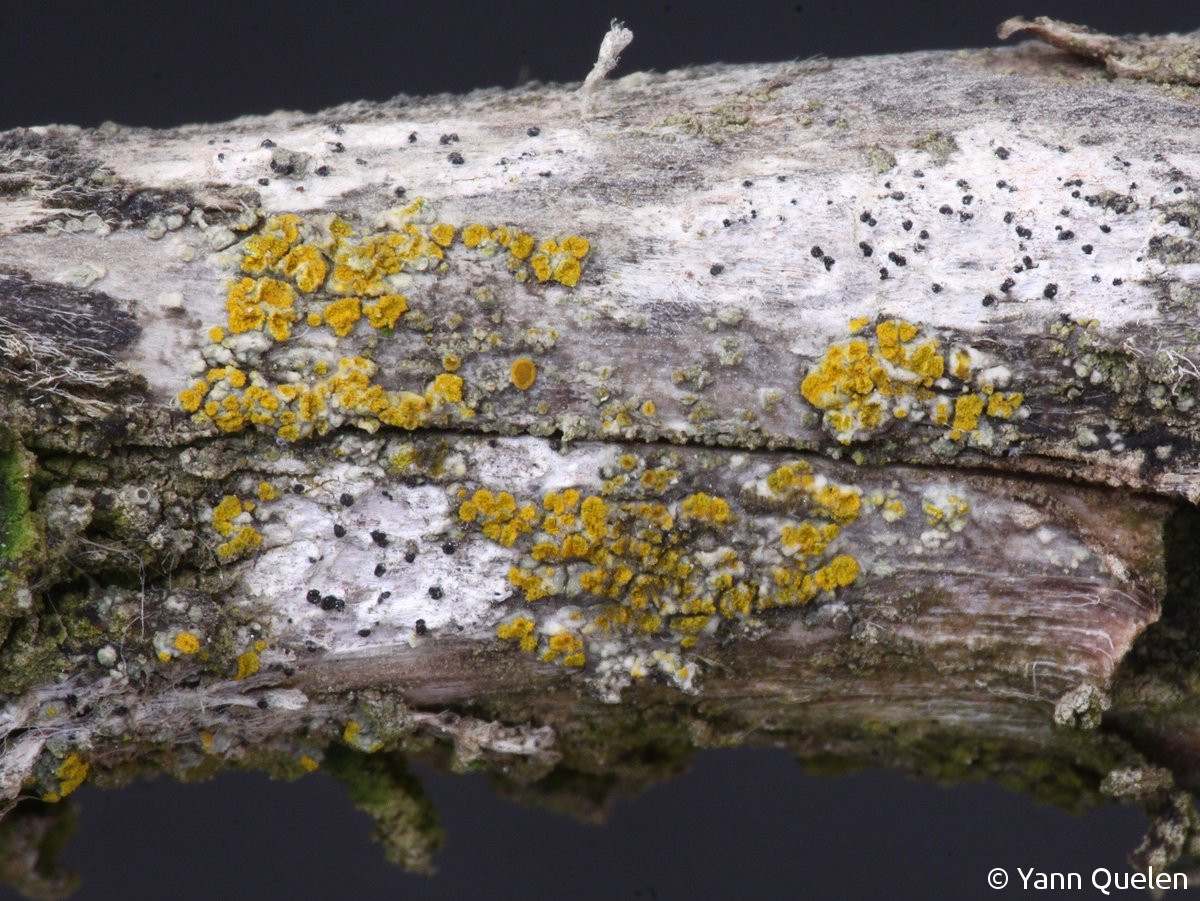 <i>Caloplaca chrysophthalma</i>  Thalle et soralies sur branche morte de cyprès (56, Plouharnel)
