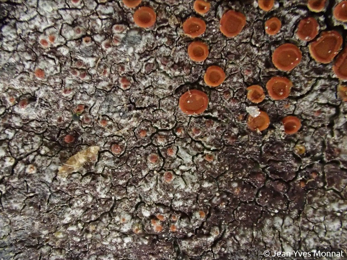 <i>Caloplaca crenularia</i>  apothécies (coin supérieur droit) et pycnides à la périphérie du thalle (à gauche)