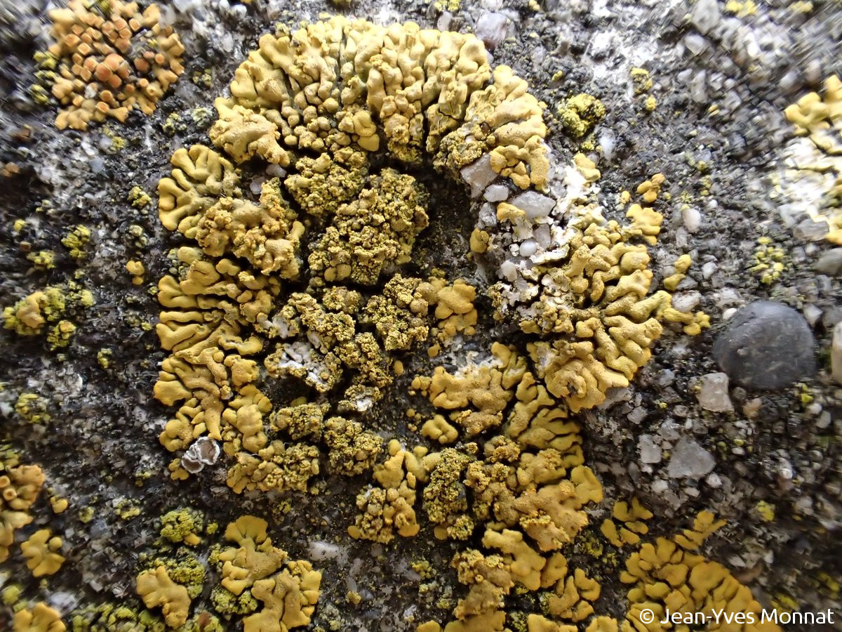 <i>Caloplaca decipiens</i>  thalle et soralies