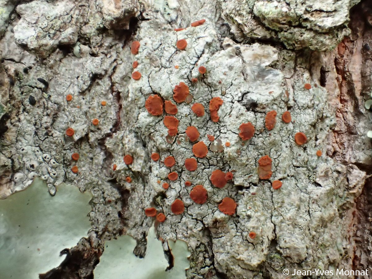 <i>Caloplaca ferruginea</i>  thalle et apothécies, vue générale