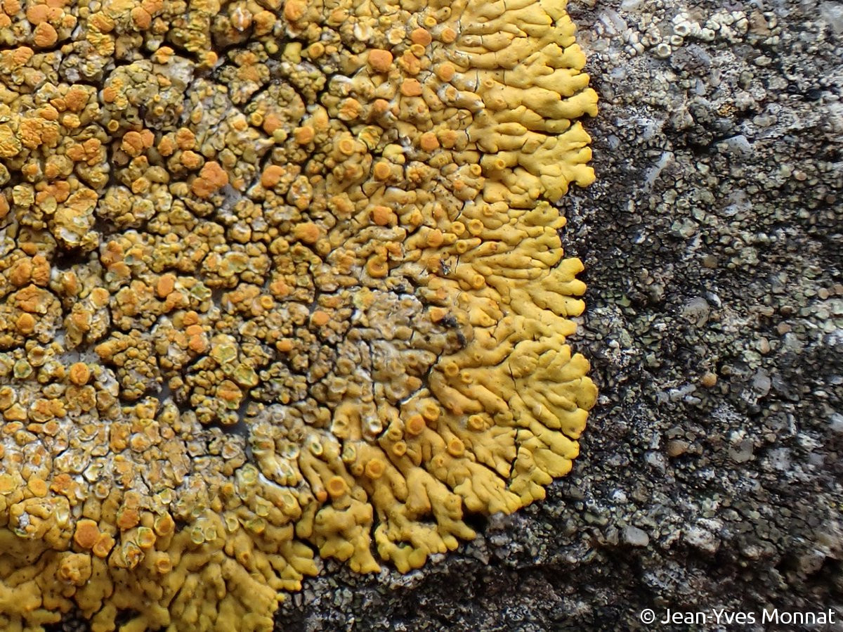 <i>Caloplaca flavescens</i>  thalle lobé et apothécies, vue rapprochée