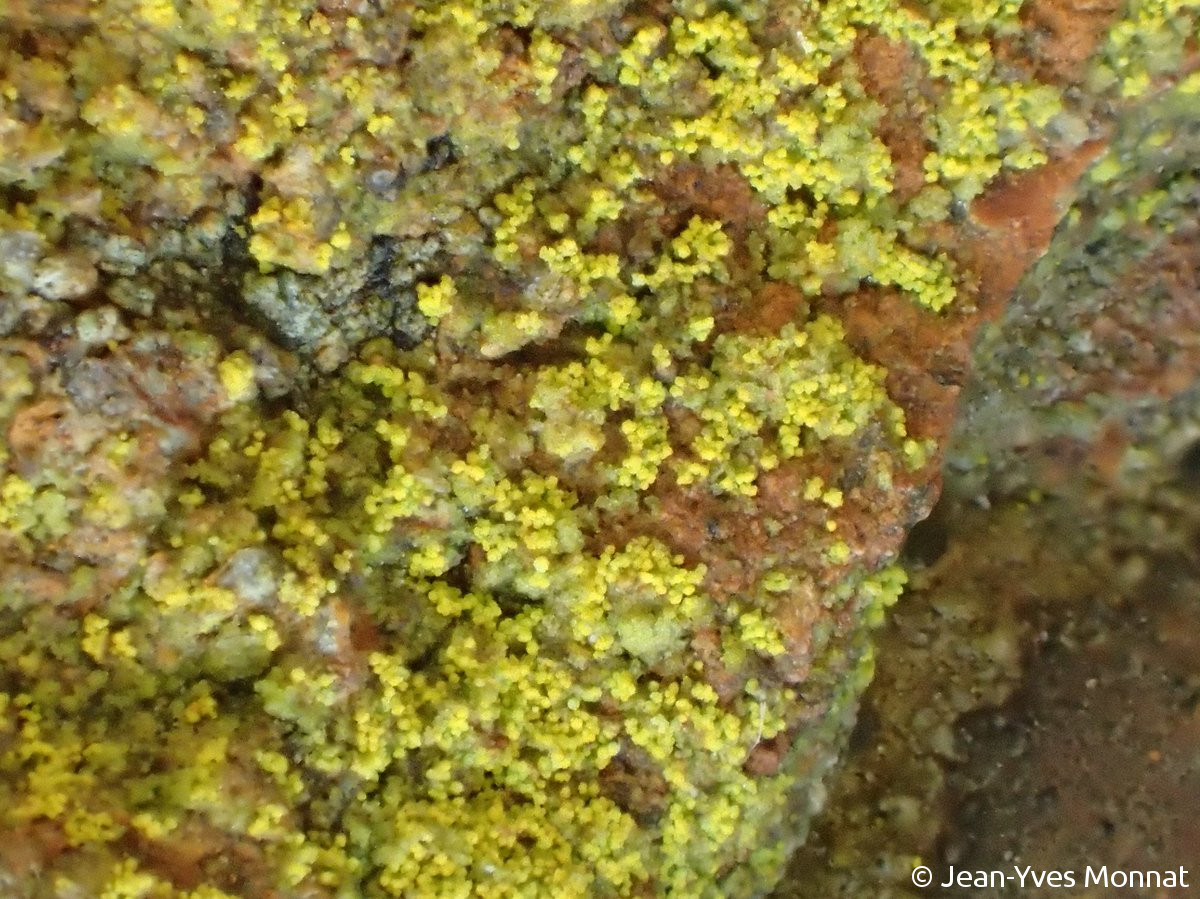 <i>Caloplaca flavocitrina</i>  squamules et soralies