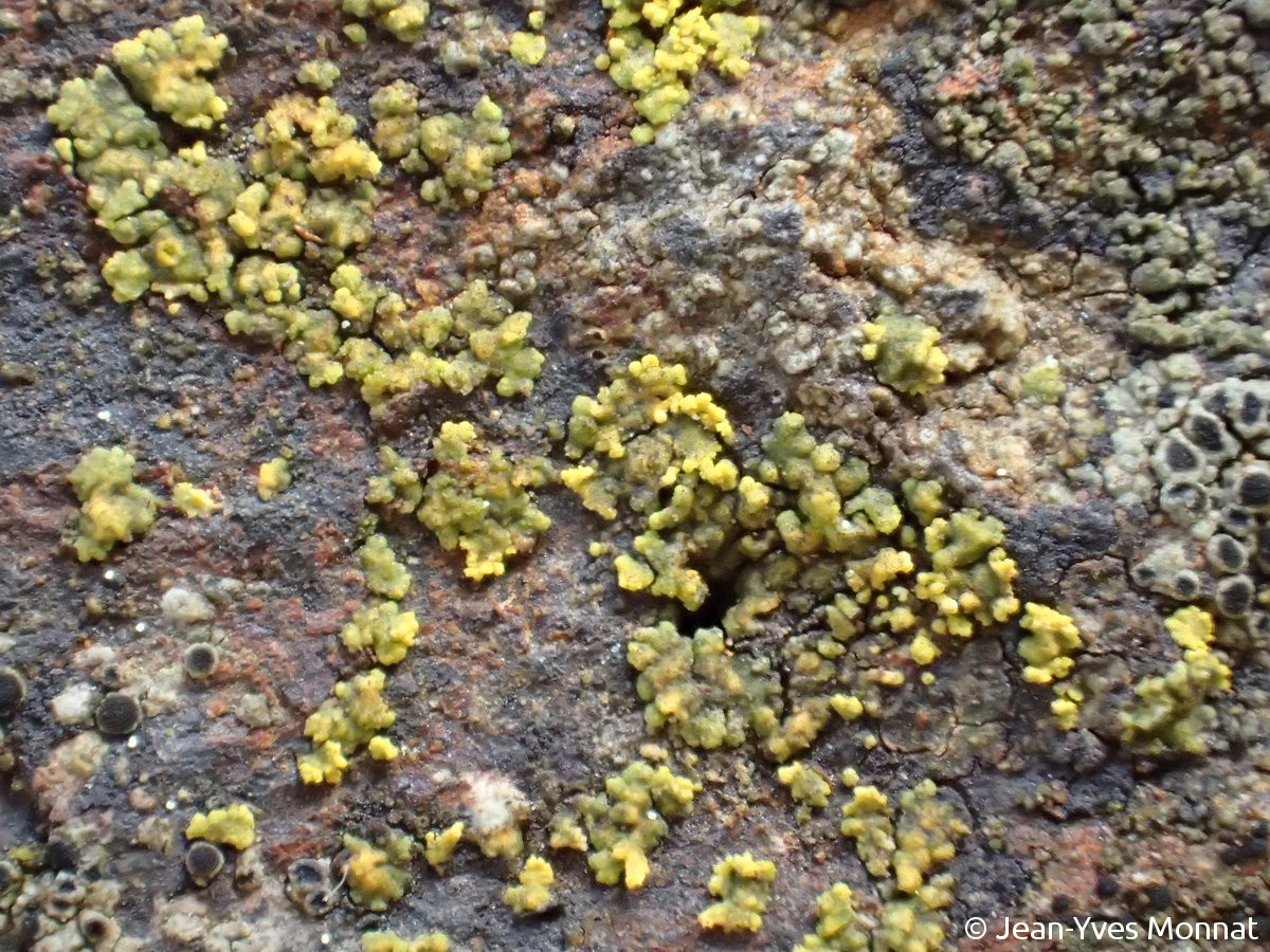 <i>Caloplaca flavocitrina</i>  squamules peu sorédiées