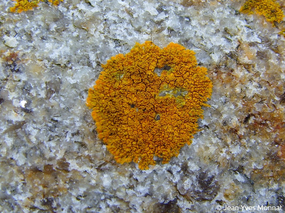 <i>Caloplaca littorea</i>  thalle isidié, stérile, vue générale