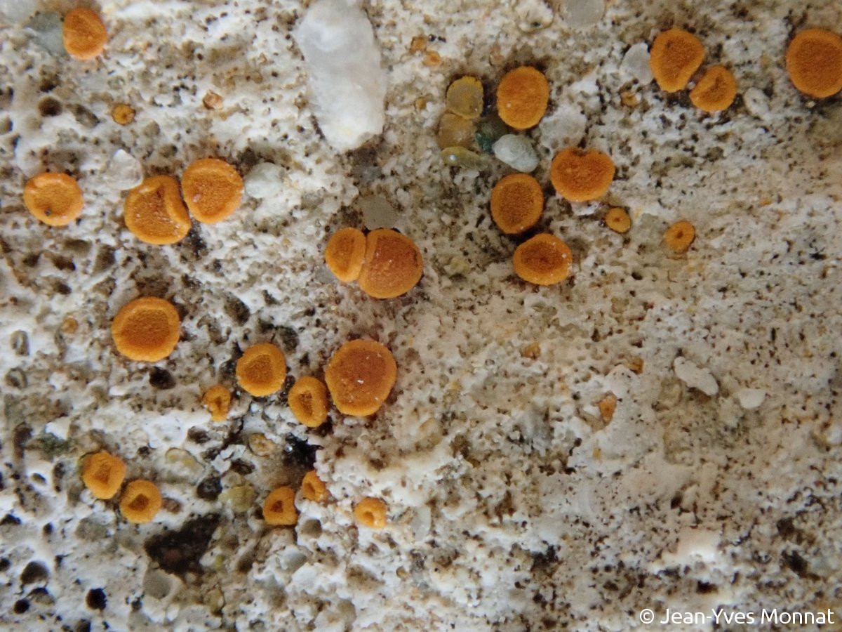 <i>Caloplaca navasiana</i>  thalle et apothécies (2B, Farinole)