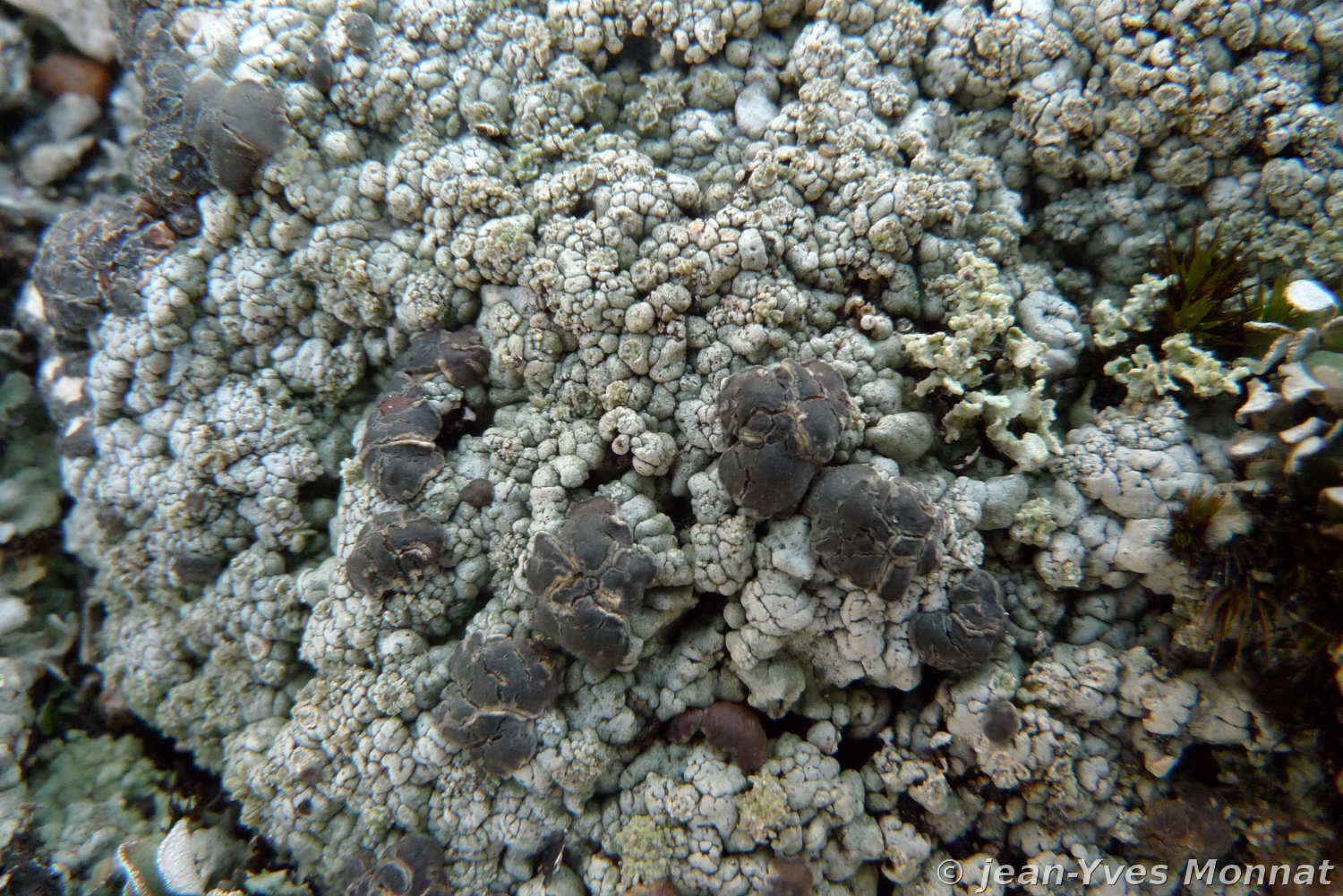 <i>Trapeliopsis wallrothii</i>  Thalle et apothécies pruineuses de T. wallrothi