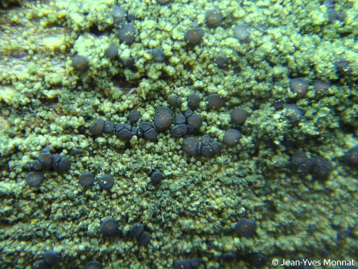 <i>Trapeliopsis flexuosa</i>  Thalle verdâtre sorédié et fertile