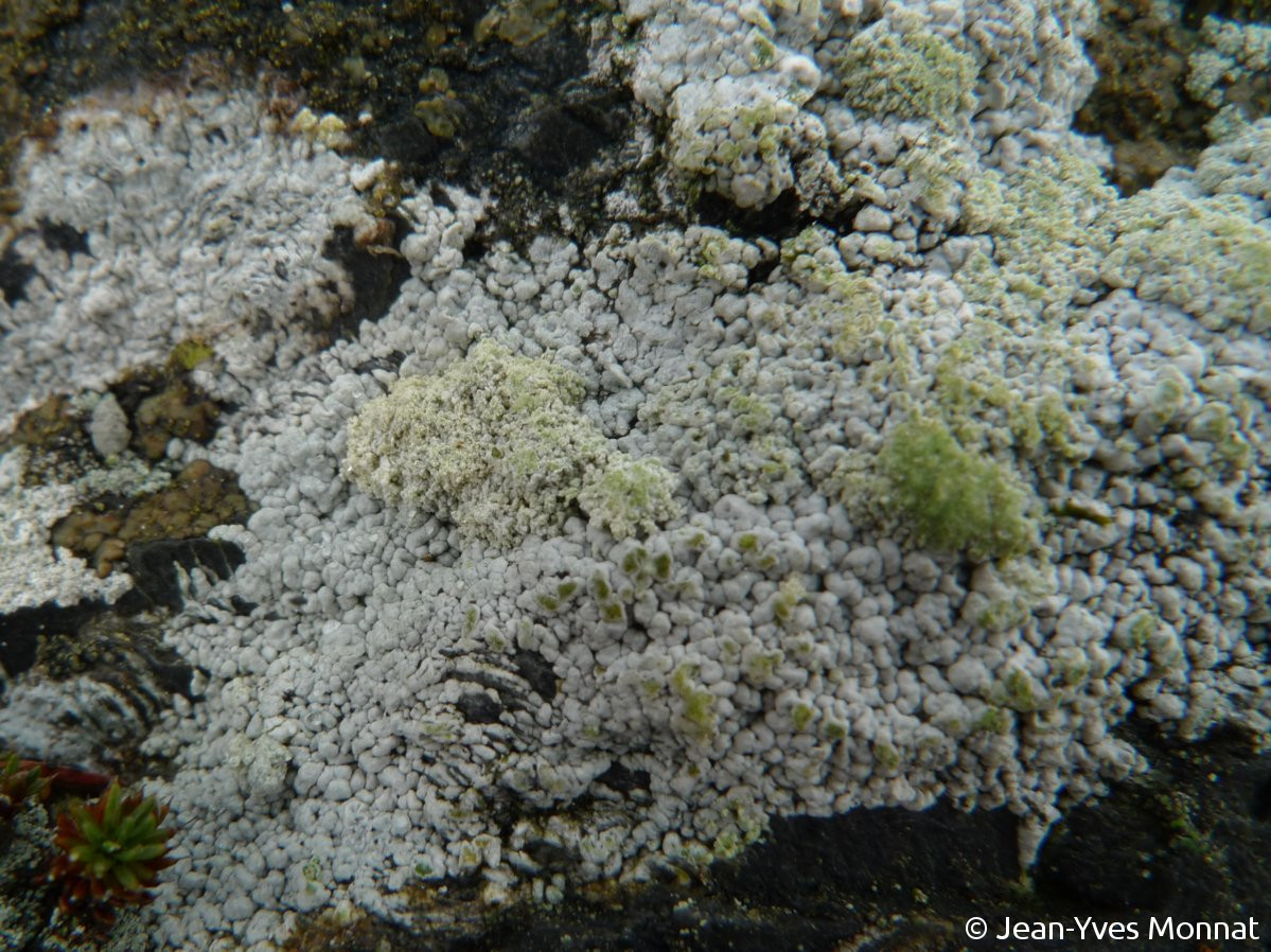 <i>Trapeliopsis granulosa</i>  Thalle sorédié gris-verdâtre stérile de T. granulosa