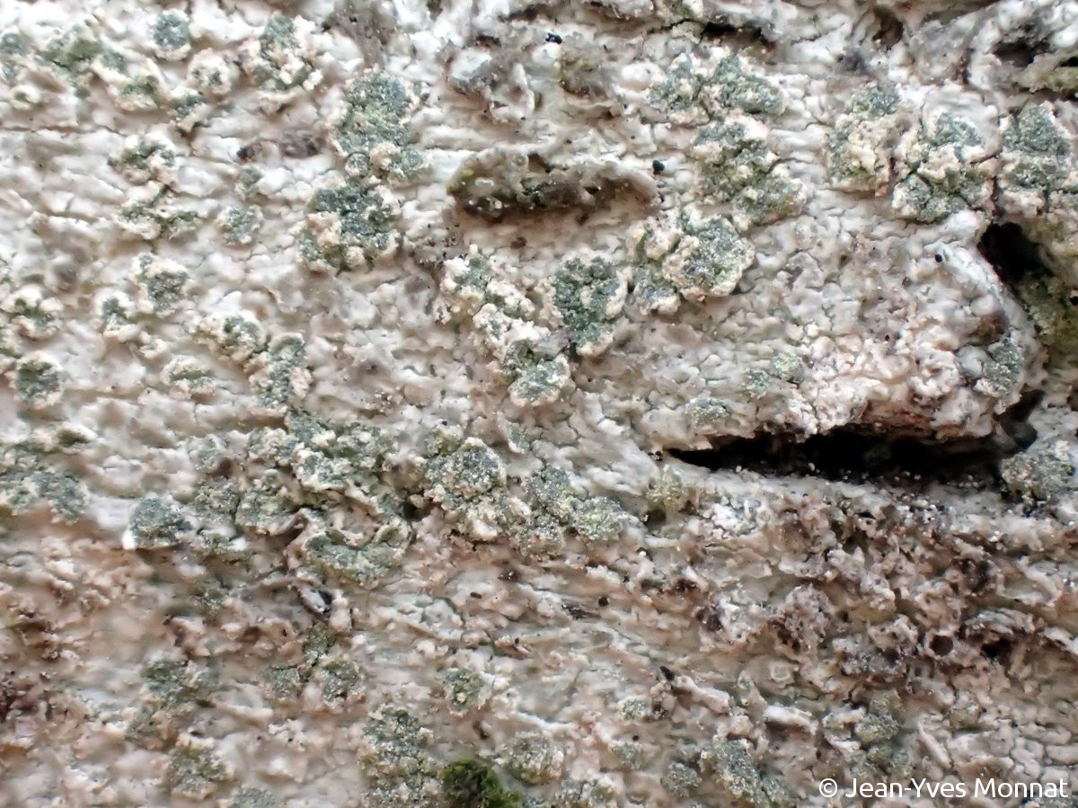 <i>Buellia griseovirens</i>  détail des soralies (22, St-Gelven)