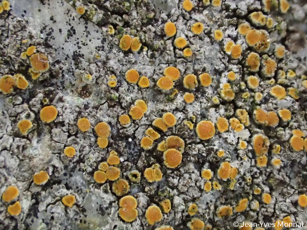 <i>Caloplaca subpallida</i>  apothécies, vue générale