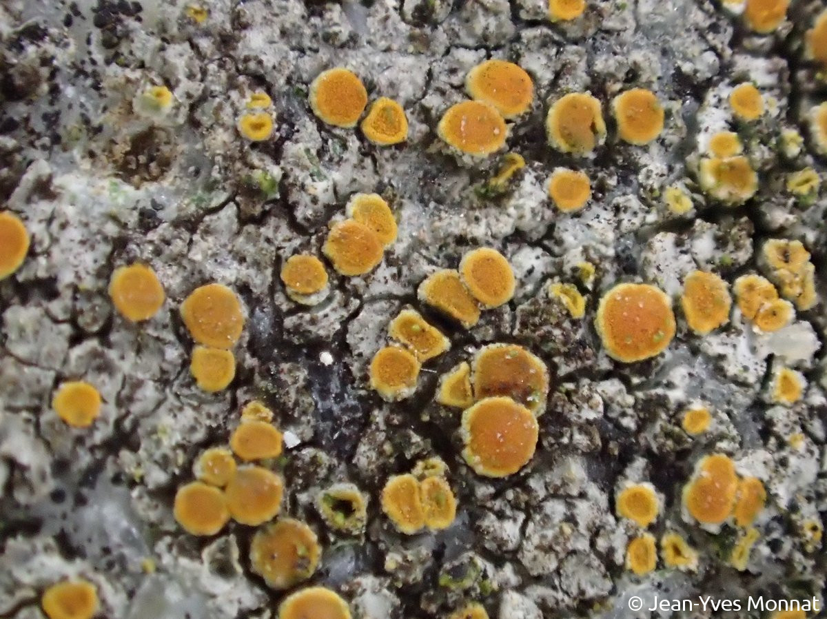 <i>Caloplaca subpallida</i>  apothécies, vue rapprochée