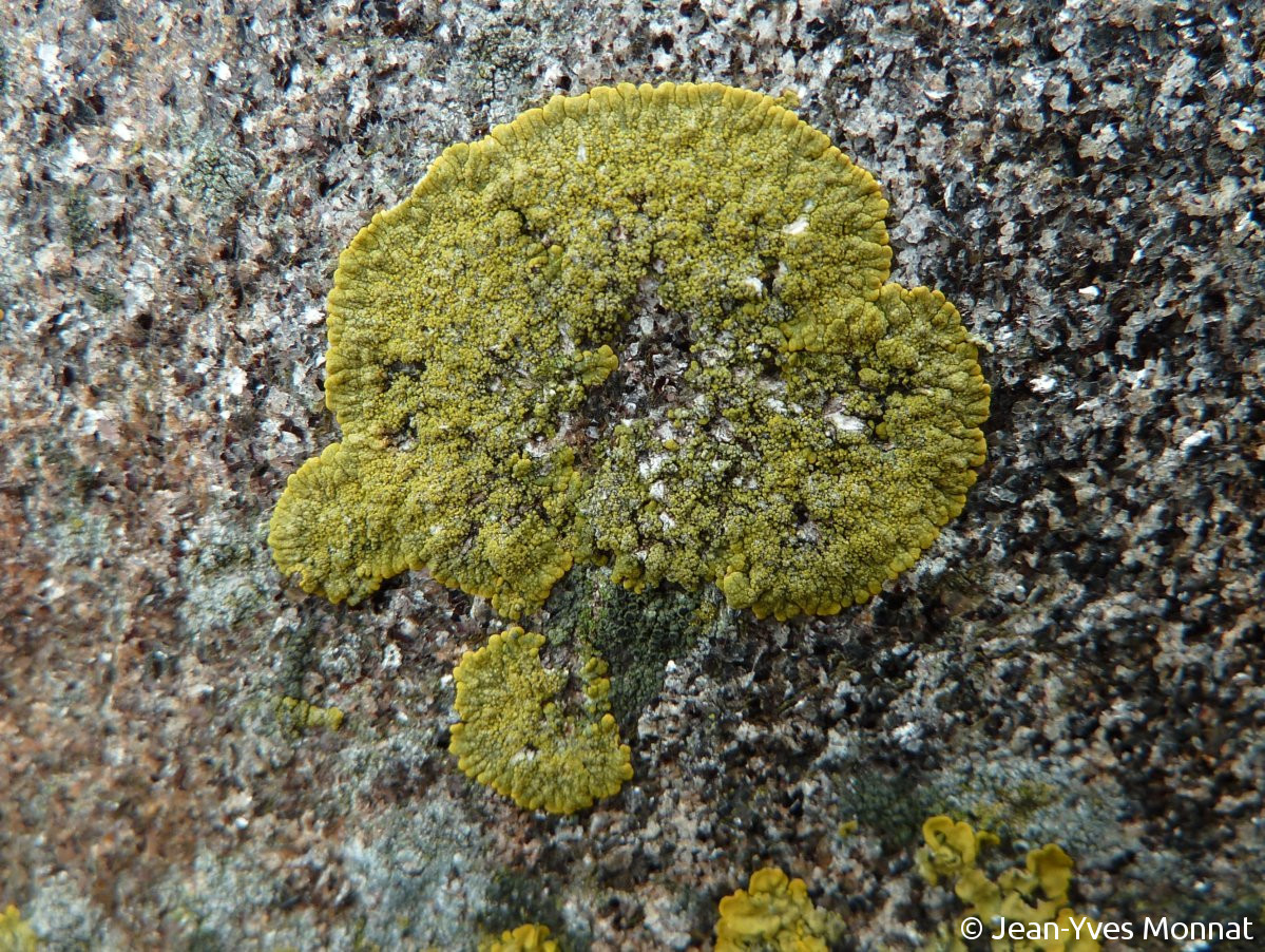 <i>Caloplaca verruculifera</i>  thalle stérile, vue générale (29, Le Conquet)