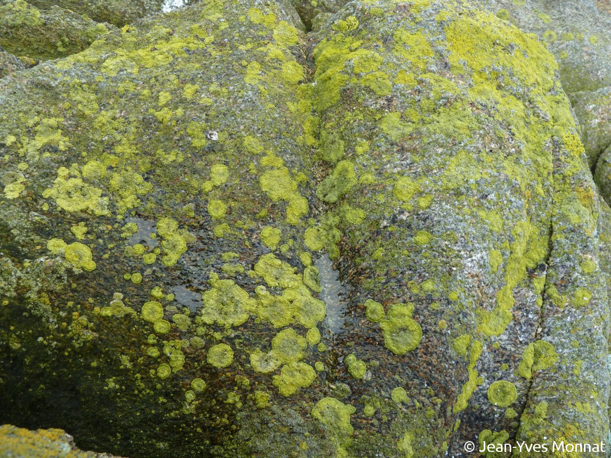 <i>Caloplaca verruculifera</i>  thalles sur rochers adlittoraux, plan large (29, Le Conquet)