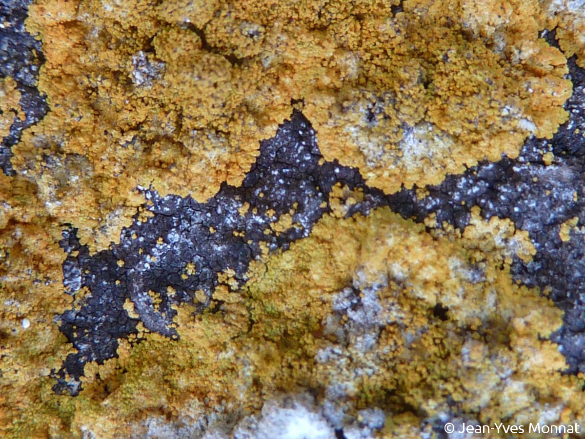 <i>Caloplaca xantholyta</i>  thalles stériles