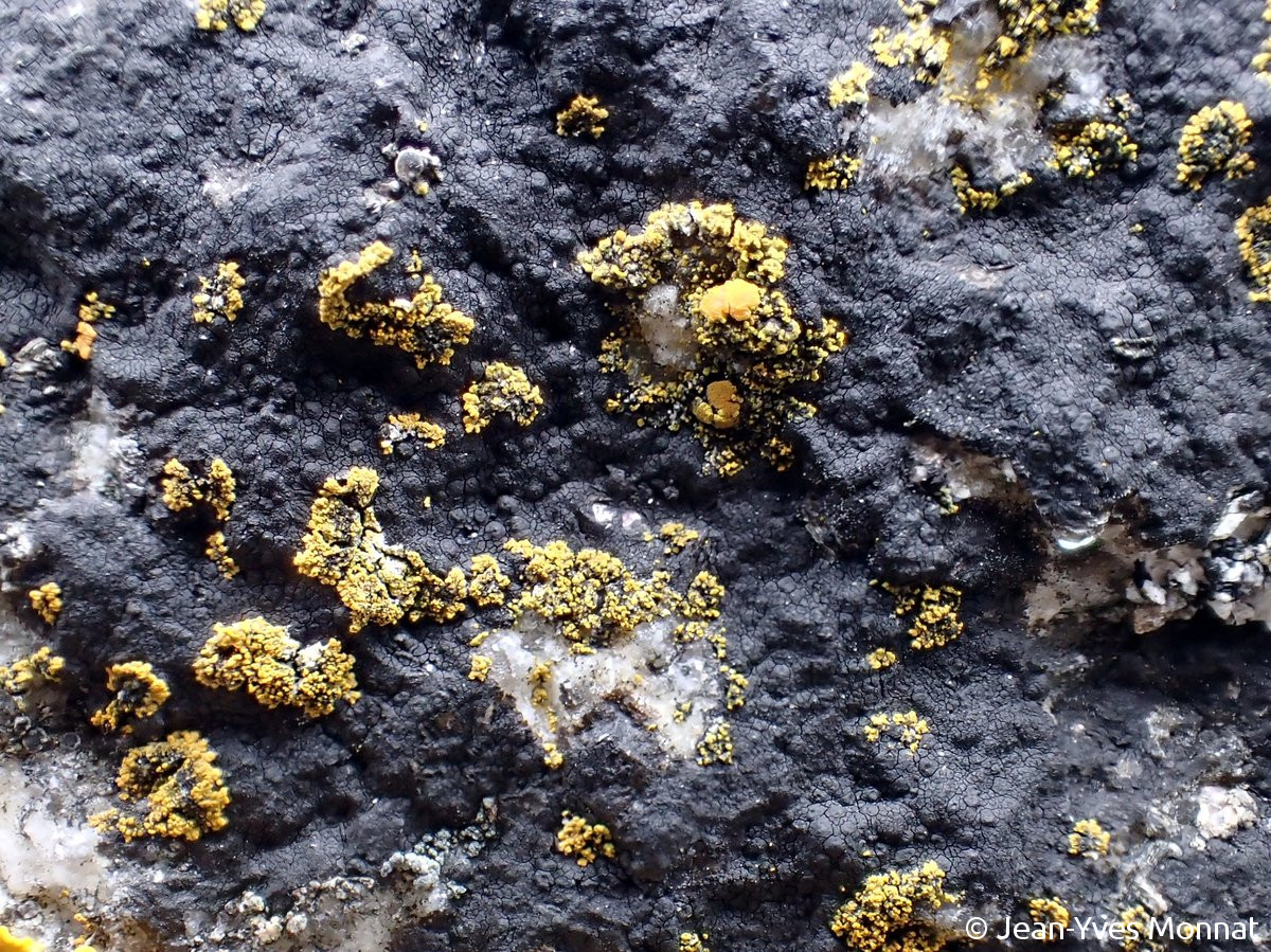 <i>Caloplaca microthallina</i>  thalles sur Hydropunctaria maura, vue générale