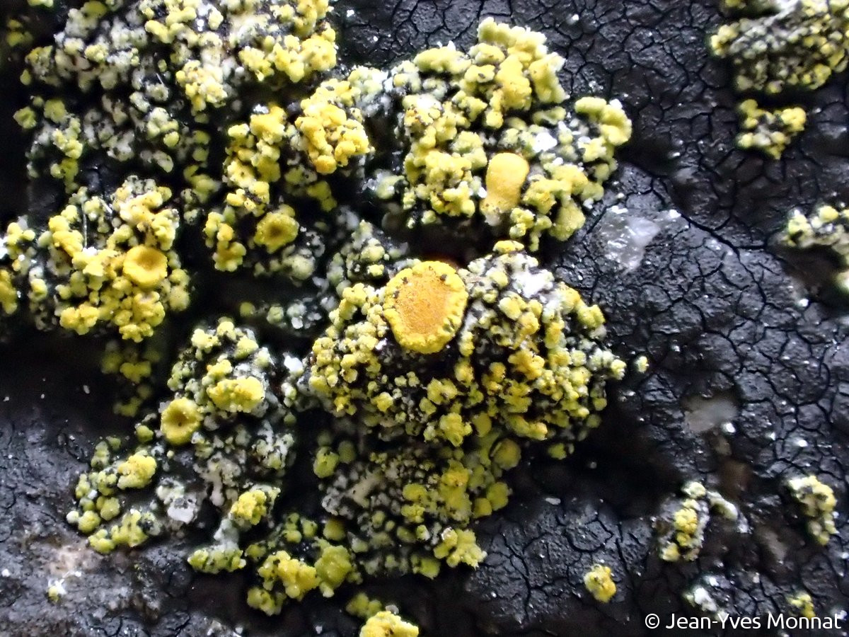 <i>Caloplaca microthallina</i>  thalle et apothécie sur Hydropunctaria maura, vue rapprochée