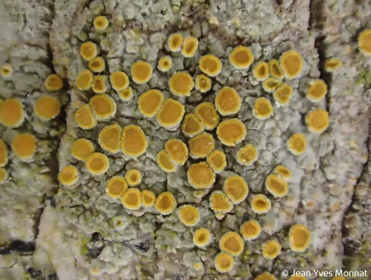 <i>Caloplaca pyracea</i>  thalle et apothécies, vue rapprochée (56, Houat)