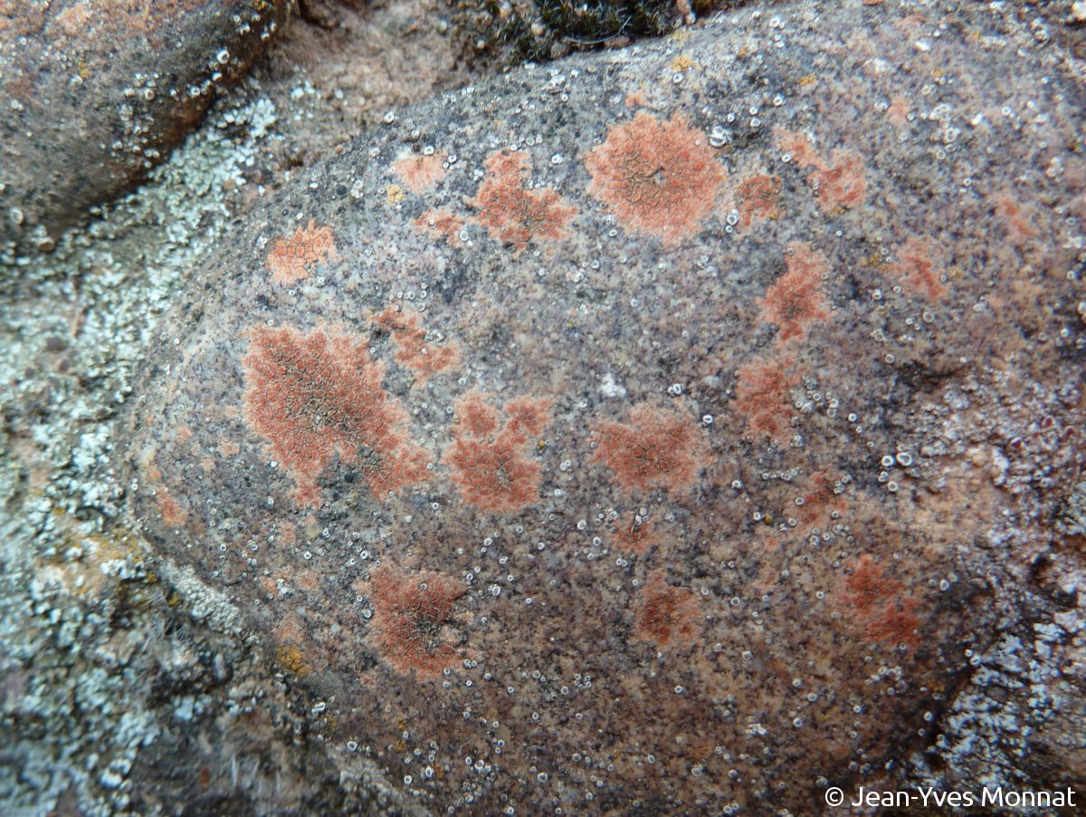 <i>Caloplaca rubelliana</i>  thalles, plan large (13, La Ciotat)