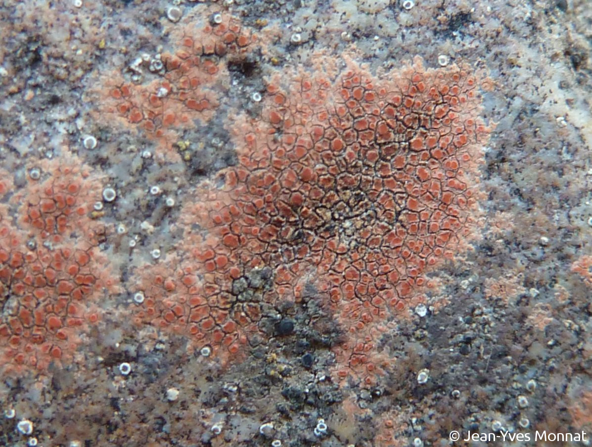 <i>Caloplaca rubelliana</i>  thalles, vue générale (13, La Ciotat)