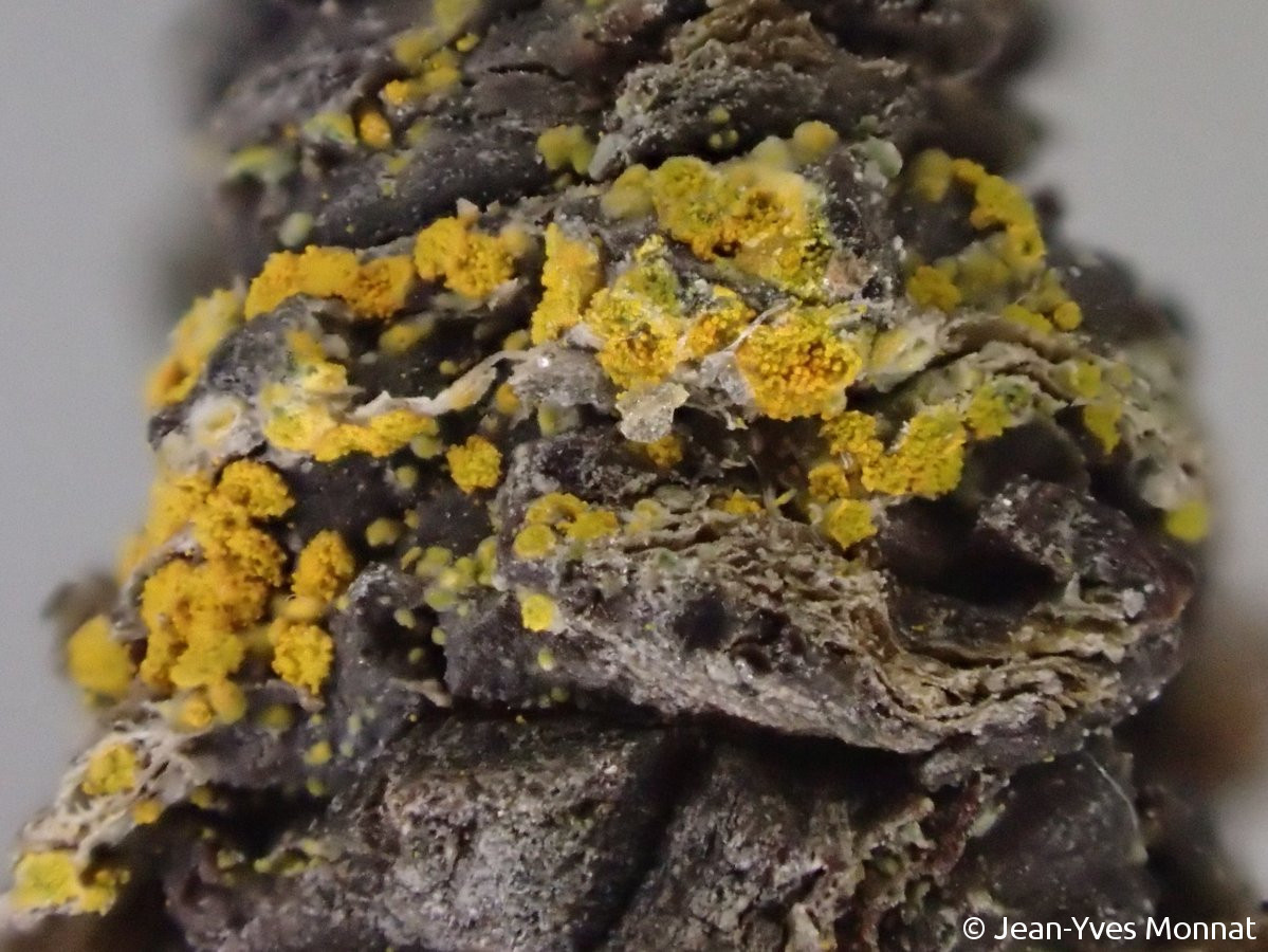 <i>Caloplaca sorediella</i>  soralies, vue rapprochée (29, Ouessant)