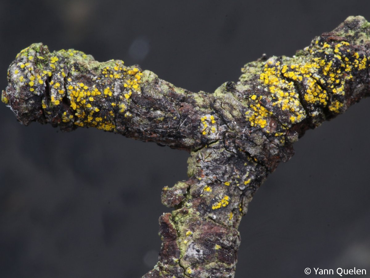 <i>Caloplaca sorediella</i>  soralies, vue générale [leg. Jean-Yves Monnat] (29, Landunvez)